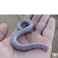 خانواده کرم‌سوسمارهای پوزه کوتاه Trogonophiidae